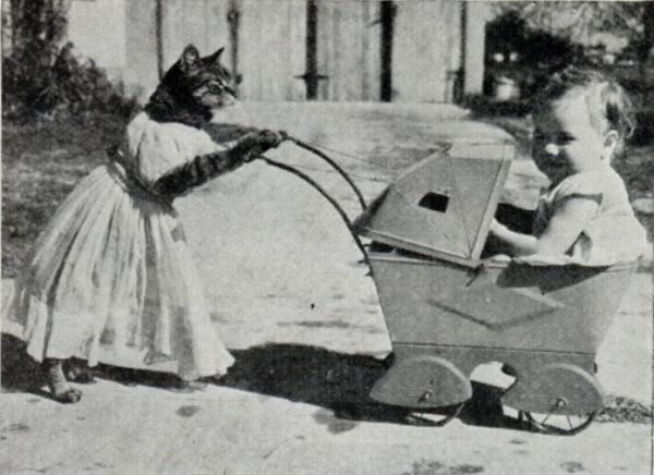Котоколяска. Мощность - 1 кошачья сила, дрессированная кошка в комплекте (1938).
 Увеличить