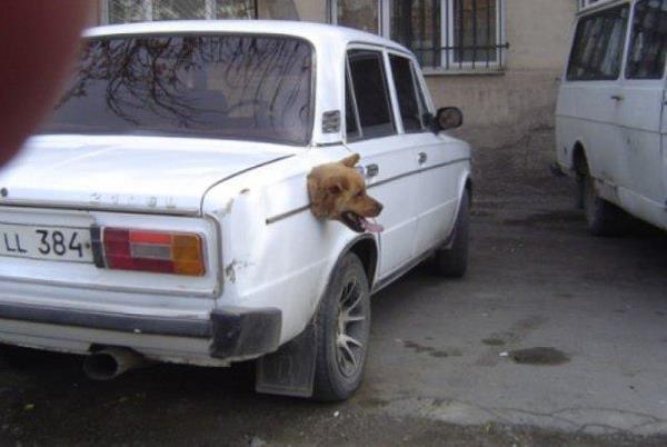 Увеличить Не оставляйте собаку в машине, она прогрызет вам бензобак! :) - юмор, звери, 